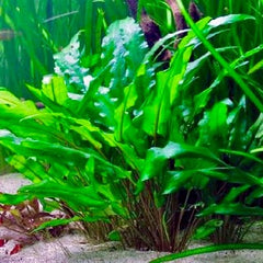 Cryptocoryne lutea in pot