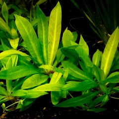 Echinodorus magdalenensis pot @