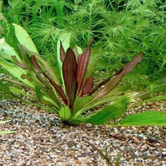 Echinodorus red devil in pot