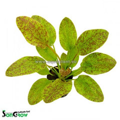 Echinodorus green flame in pot