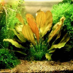 Echinodorus harbig red in pot