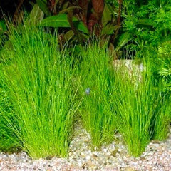 Eleocharis parvula in pot #