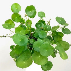 Hydrocotyle vulgaris in pot @