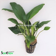Lagenandra sp.green in pot @