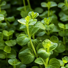 Lysimachia nummularia in pot @