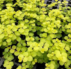 Lysimachia nummularia aurea pot @