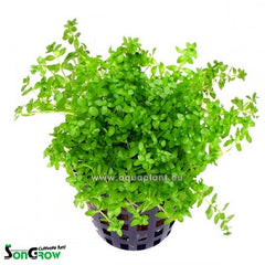 Micranthemum micranthemoides pot #