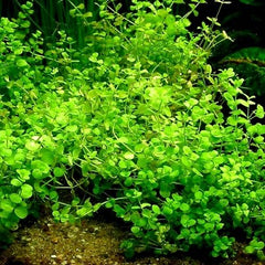 Micranthemum umbrosum in pot @