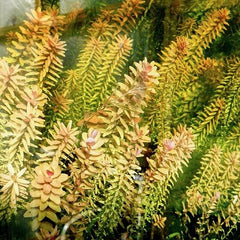 Rotala indica in pot