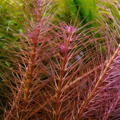 Rotala wallichii in pot @