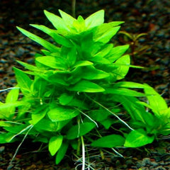 Staurogyne sp.repens in pot @