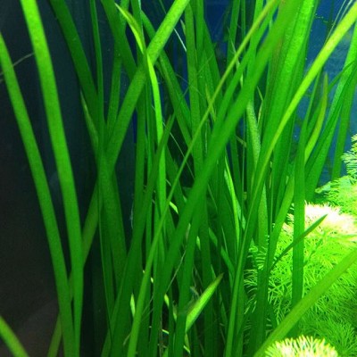 Vallisneria spiralis in pot