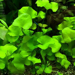 Nymphoides sp.Taiwan in pot