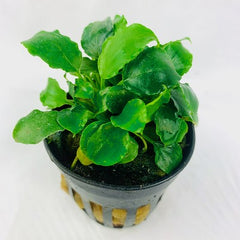 Schismatoglottis preitoi in pot
