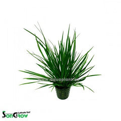 Acorus gramineus in pot