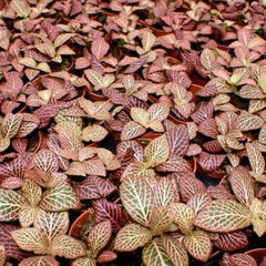 Fittonia mini red in pot