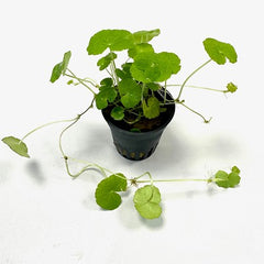 Hydrocotyle leucocephala in pot