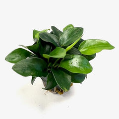 Anubias nana pinto in pot