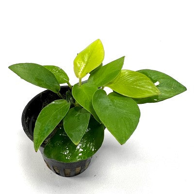 Anubias nana yellow heart in pot
