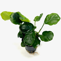 Anubias barteri coin leaf in pot @