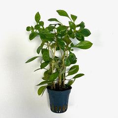 Ludwigia parigata "dark orange" in pot