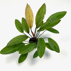 Echinodorus Regine Hildebrandt in pot
