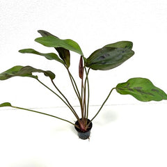 Echinodorus felix in pot