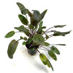 Cryptocoryne wendtii tropica in pot #