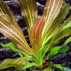 Echinodorus rubin in pot