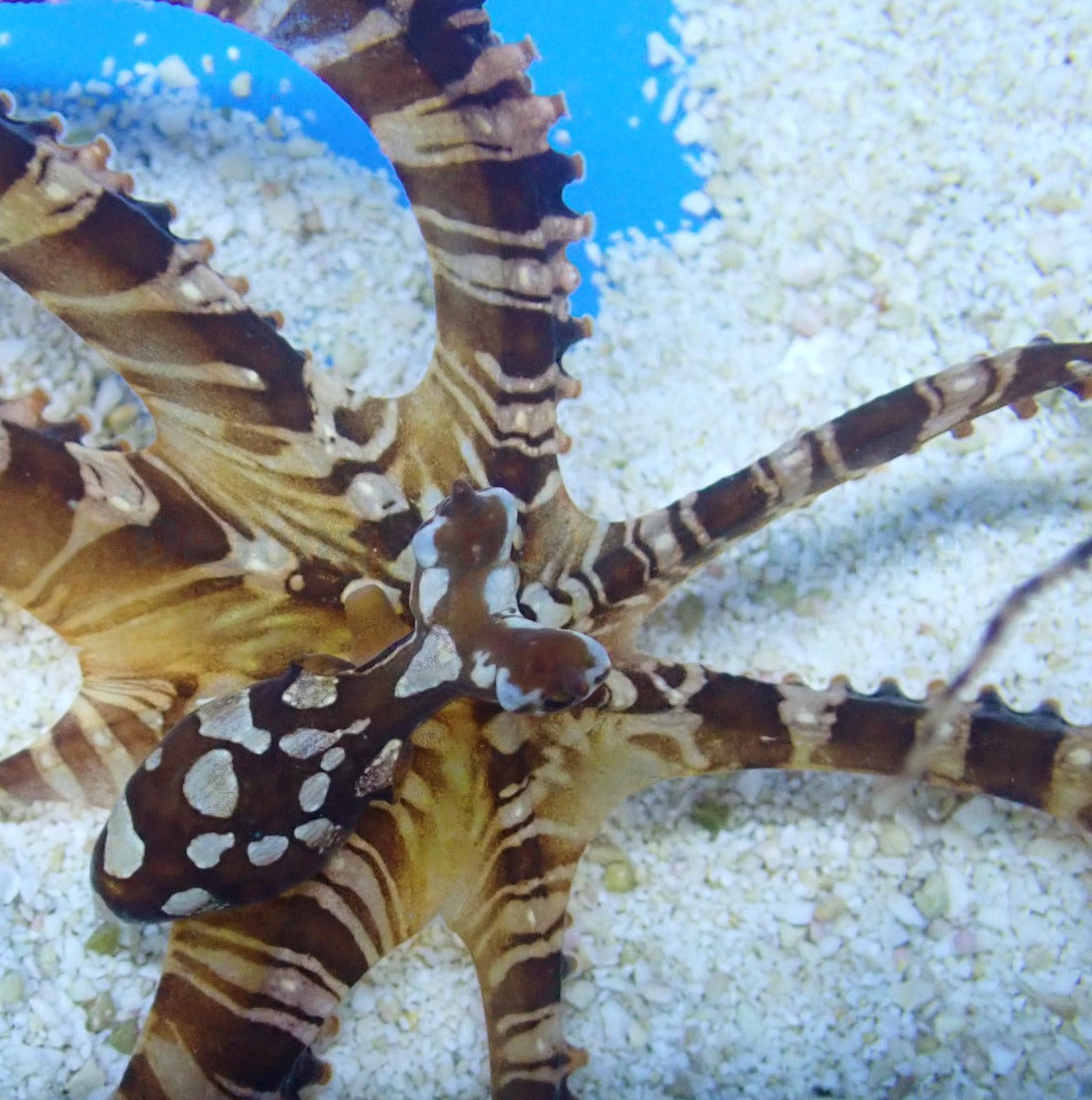 Wunderpus photogenicus