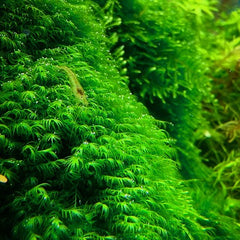 Phoenix moss in 80 cc cup @