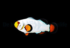 Amphiprion ocellaris (Wyoming White) - DJM Bred