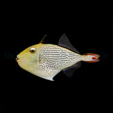 Xanthichthys lineopunctatus