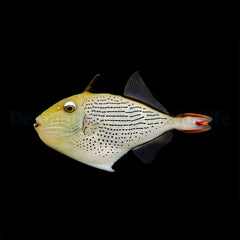 Xanthichthys lineopunctatus