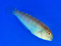 Xyrichthys splendens (female)