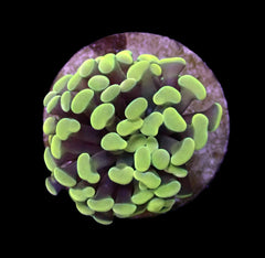 Euphyllia paraancora (Yellow-Gold) (1 hd.)