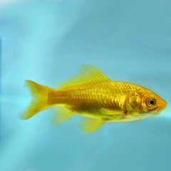Carassius auratus Goudvis geel 6-8