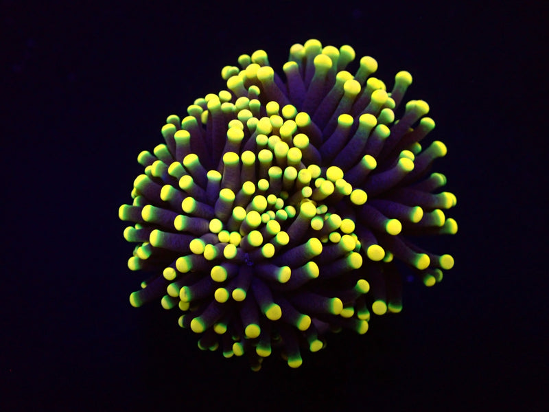 Euphyllia glabrescens (Rasta) (1 hd.)