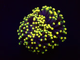 Euphyllia glabrescens (Rasta) (1 hd.)