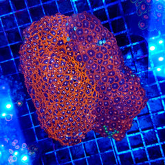 Zoanthus spp. (Red/orange)