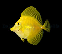 Zebrasoma flavescens - T.B.