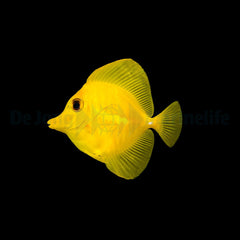Zebrasoma flavescens - T.B.