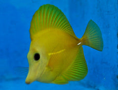 Zebrasoma scopas (Yellowish) (Grade A)