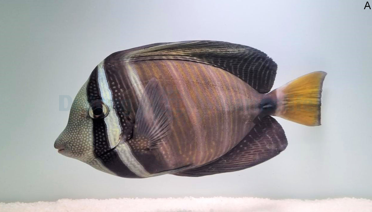 Zebrasoma veliferum