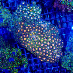 Zoanthus spp. (Premium Grade)