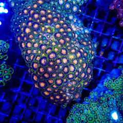 Zoanthus spp. (Premium Grade)