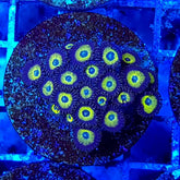 Zoanthus spp. (Premium Grade)