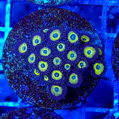 Zoanthus spp. (Premium Grade)