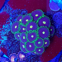 Zoanthus spp. (Premium Grade)