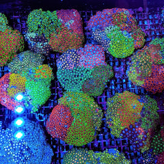 Zoanthus spp. (Ultra Grade)